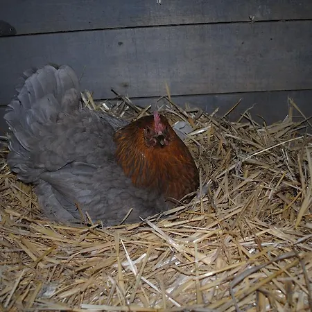 Les Rainettes Holiday home *