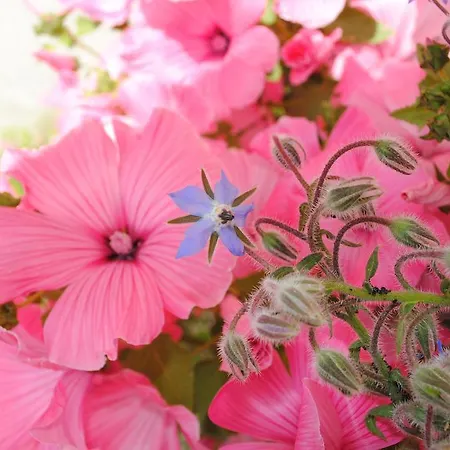 Les Rainettes Holiday home Vienne-en-Bessin