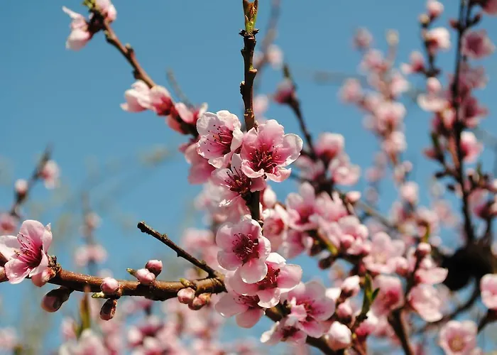 莱内特法式乡间别墅