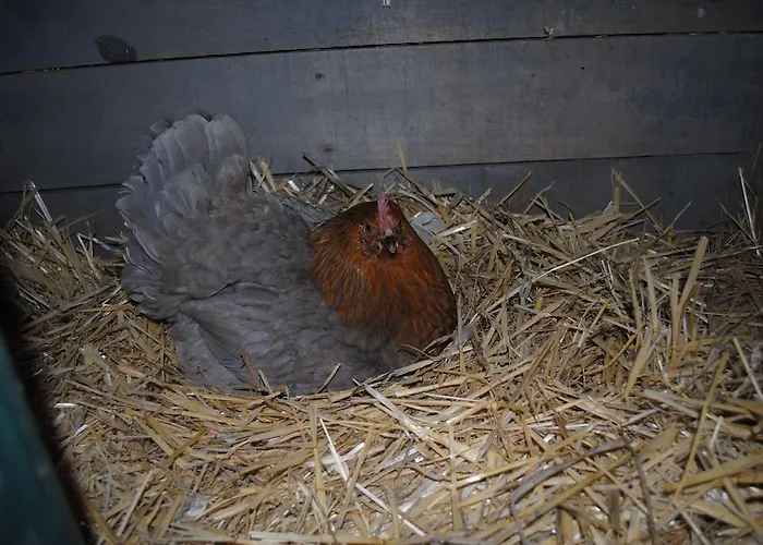 莱内特法式乡间别墅 度假居 *