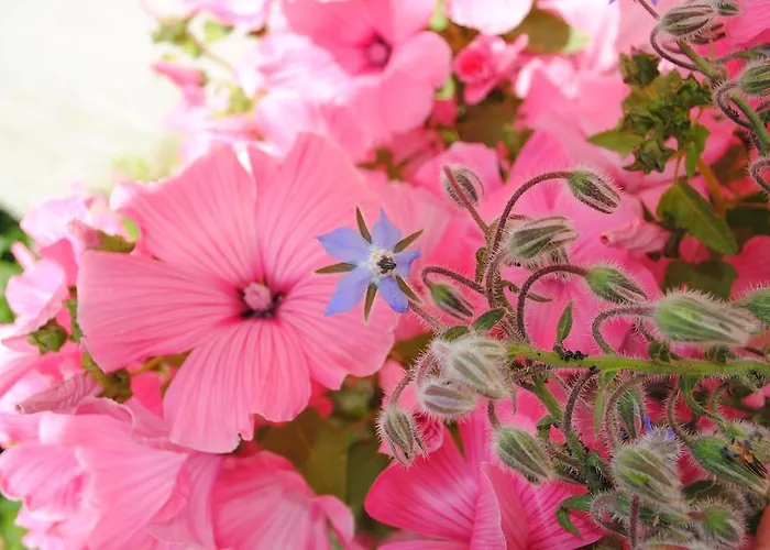 莱内特法式乡间别墅 度假居 Vienne-en-Bessin