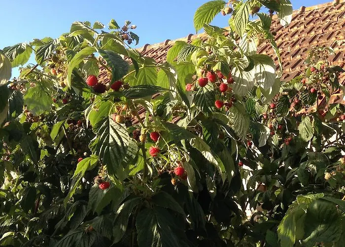 度假居 莱内特法式乡间别墅 *